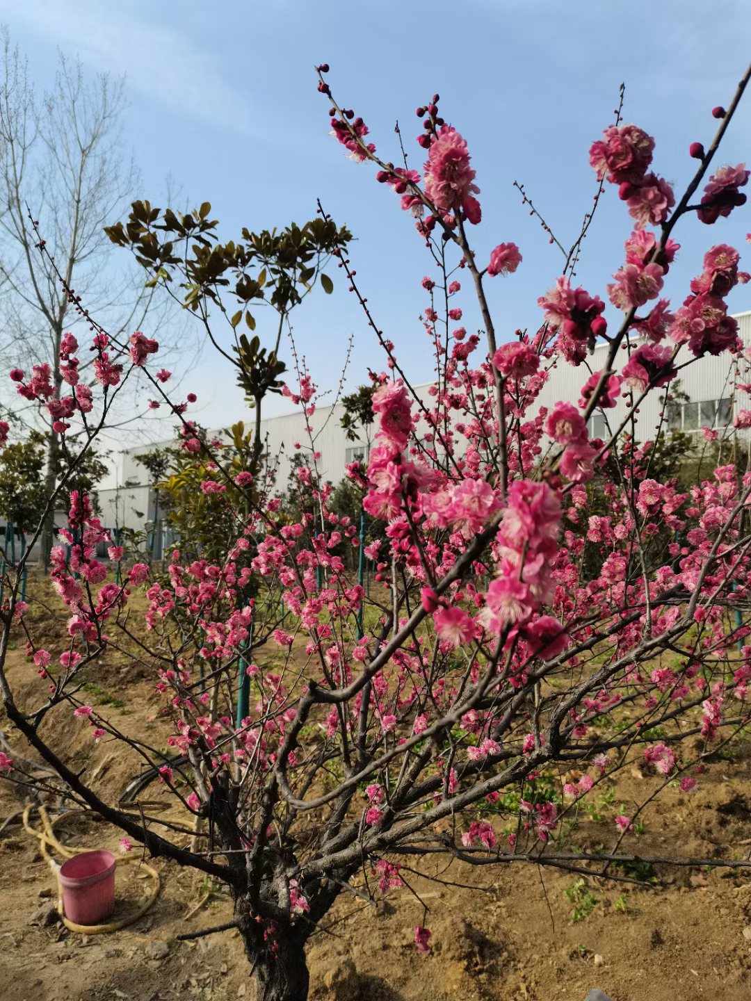 又是一年春暖花开时